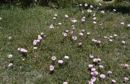 Carpet of flowers in the bright and warm spring, Colors of nature