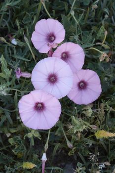 Small flowers discarding on the green mantle. Colors of nature