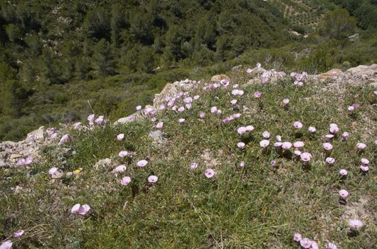 Carpet of flowers in the bright and warm spring, Colors of nature