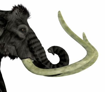 The Woolly Mammoth was a herbivorous elephant that lived in Asia, Siberia and North America during the Pliocene and Pleistocene Periods.