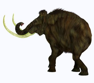 The Woolly Mammoth was a herbivorous elephant that lived in Asia, Siberia and North America during the Pliocene and Pleistocene Periods.
