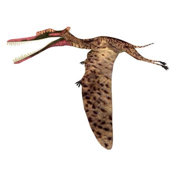 Zhenyuanopterus was a carnivorous Pterosaur reptile that lived in China during the Cretaceous Period.