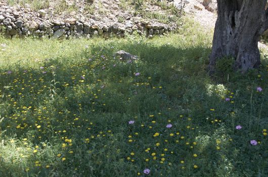 Carpet of flowers in the bright and warm spring, Colors of nature