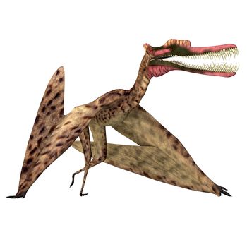 Zhenyuanopterus was a carnivorous Pterosaur reptile that lived in China during the Cretaceous Period.