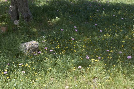 Carpet of flowers in the bright and warm spring, Colors of nature