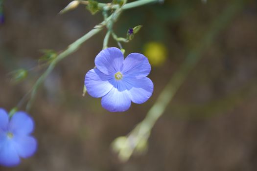 The small flower discarding on the green mantle. Colors of nature