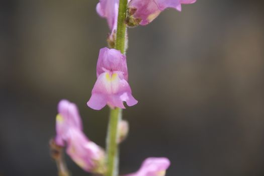 Small flowers discarding on the green mantle. Colors of nature