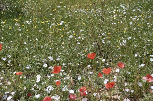 Carpet of flowers in the bright and warm spring, Colors of nature