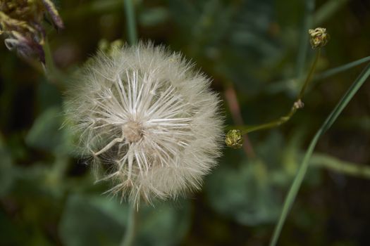 White flower in spring that looks like a ball. Colors of nature