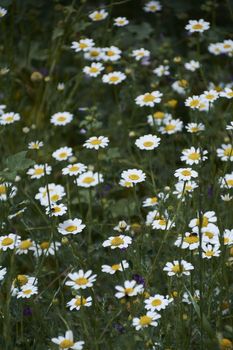 Carpet of flowers in the bright and warm spring, Colors of nature