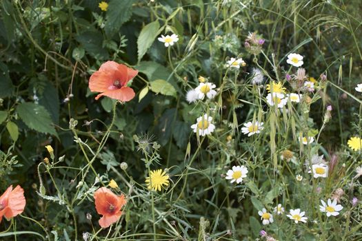 Carpet of flowers in the bright and warm spring, Colors of nature