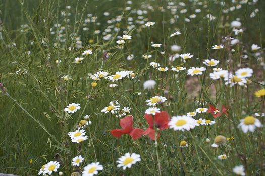 Carpet of flowers in the bright and warm spring, Colors of nature