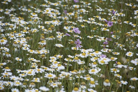 Carpet of flowers in the bright and warm spring, Colors of nature