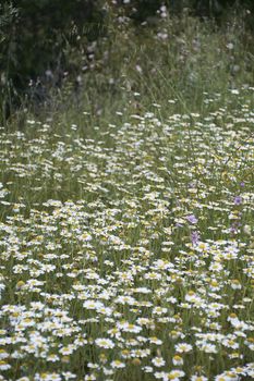 Carpet of flowers in the bright and warm spring, Colors of nature