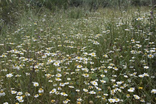 Carpet of flowers in the bright and warm spring, Colors of nature