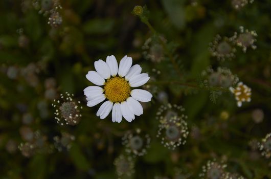 The small flower discarding on the green mantle. Colors of nature