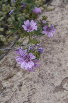 Small flowers discarding on the green mantle. Colors of nature