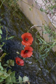 Three red poppies looking at the warm spring. Colors of nature