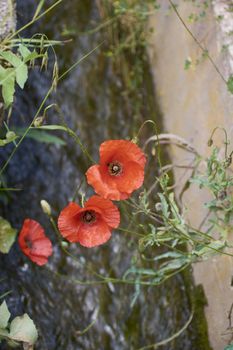 Three red poppies looking at the warm spring. Colors of nature