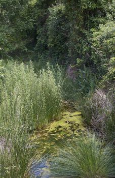 Bright and hot spring day in the bush. Colors of spring