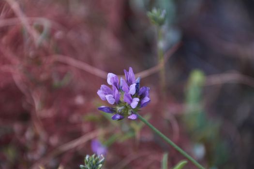 The small flower discarding on the green mantle. Colors of nature