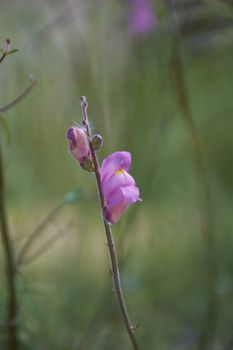 The small flower discarding on the green mantle. Colors of nature