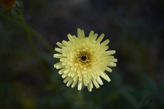 The small flower discarding on the green mantle. Colors of nature