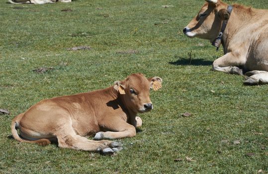 Two cows lying on the grass sunbathing, Colors of nature