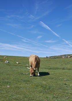 A cow lying on the grass sunbathing, Colors of nature