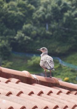Seagull on the roof of a house basking in the summer sun. Colors of nature