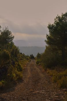 Mountain path between trees, towards the sunset, colors of nature