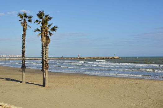 Palm trees on the beach in summer. Colors of nature