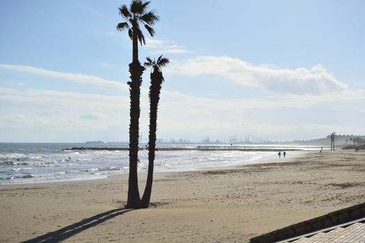 Palm trees on the beach in summer. Colors of nature