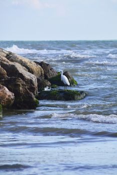 Lonely seagull on some rocks by the sea. Colors of nature