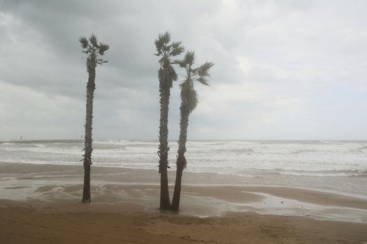 Three palm trees on a stormy day. Colors of nature