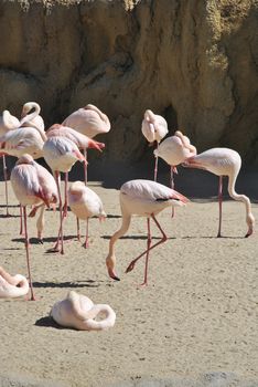 Group of flamingos at lake side eating. Colors of nature