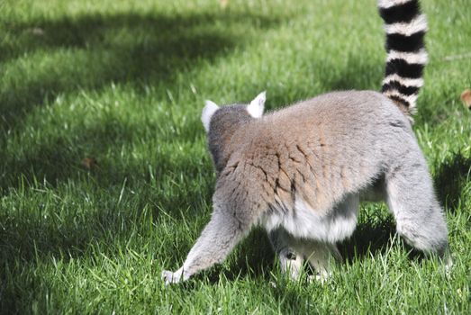 Lemur walking through the grass on a sunny day. Colors of nature