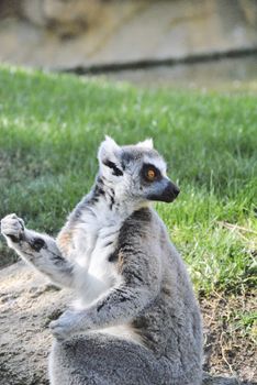 Lemur walking through the grass on a sunny day. Colors of nature