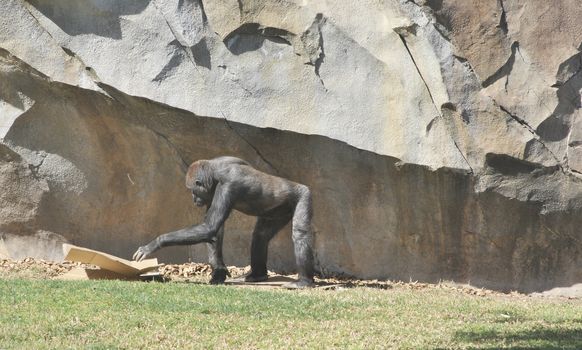 Chimpanzee playing with a cardboard box. Colors of nature