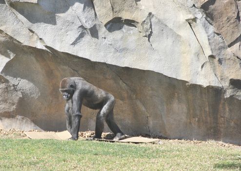 Chimpanzee playing with a cardboard box. Colors of nature