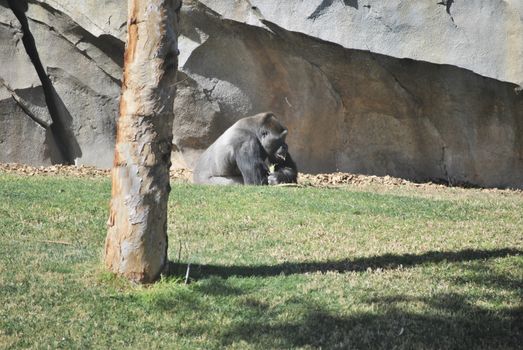 Chimpanzee playing with fresh grass, Colors of nature