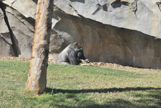 Chimpanzee playing with fresh grass, Colors of nature