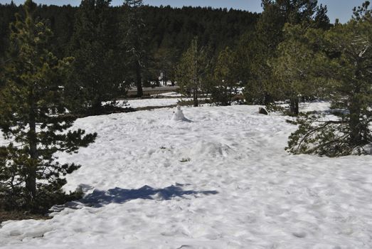 Snowy and cold mountain forest landscape. Loneliness and tranquility