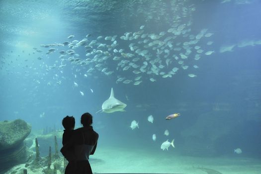 Mother and son looking through the glass at the fish Colors of nature