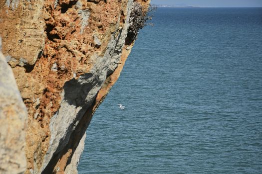 Seagull flying between the rocks of a cliff. Colors of nature