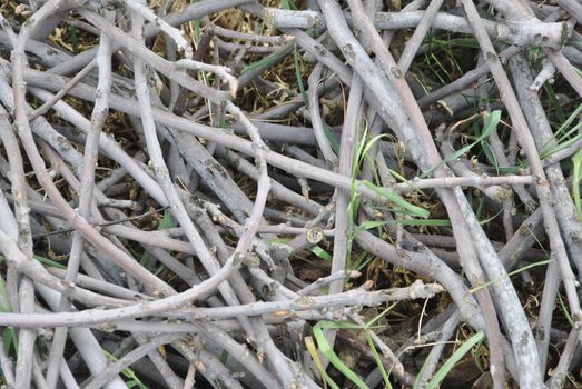 Set of dry roots in circular shapes. Colors of nature