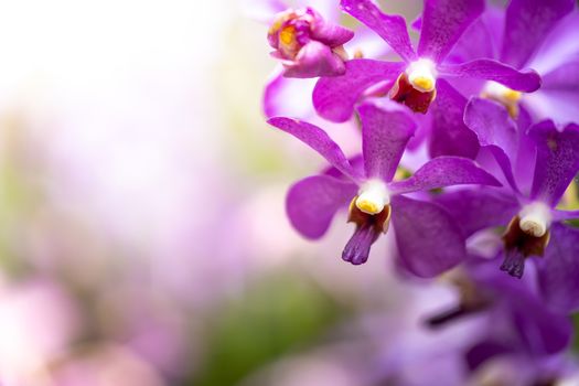 Beautiful blooming orchids in forest, On the bright sunshine