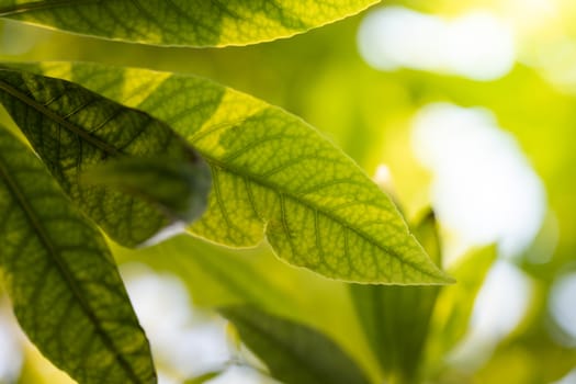 Close Up green leaf under sunlight in the garden. Natural background with copy space.