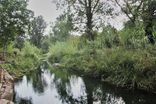 Calm water river through lush vegetation. Colors of nature