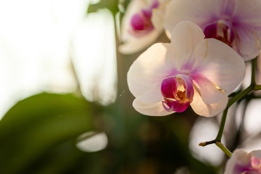 Beautiful blooming orchids in forest, On the bright sunshine